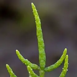 Salicornia dolichostachya (2 de 3)