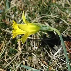 Fotografía Narcissus asturiensis