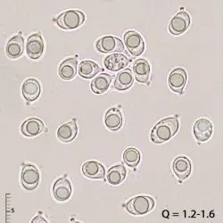 Tricholoma sulphurescens Bres. (2 de 3)