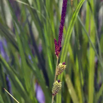 Fotografía Carex elata subsp. elata (1 de 5)