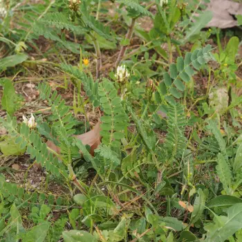 Astragalus boeticus (1 de 3)