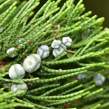 Juniperus chinensis 'Kaizuka' (4 de 5)