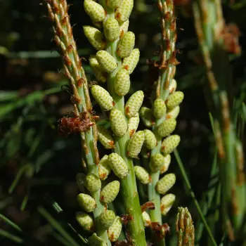 Pinus densiflora 'Umbraculifera' (3 de 5)