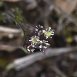 Fotografía Hornungia petraea subsp. petraea