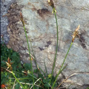 Carex macrostyla (2 de 4)