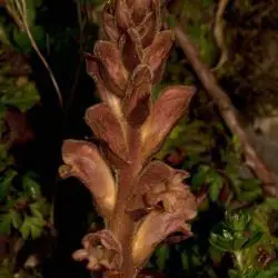 Orobanche caryophyllacea (1 de 3)