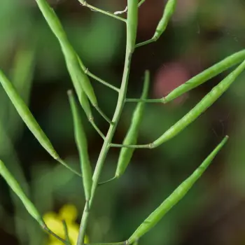 Fotografía Brassica napus (4 de 4)