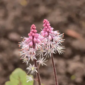 Tiarella cordifolia (2 de 3)