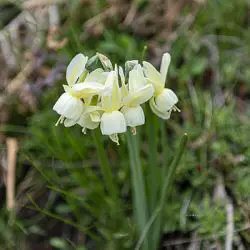 Narcissus triandrus L (1 de 2)