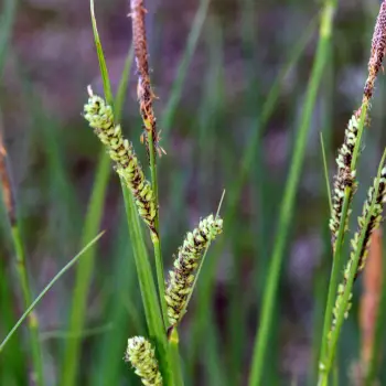 Carex quixotiana (1 de 5)