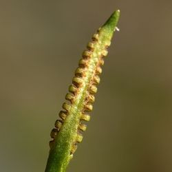 Fotografía Ophioglossum azoricum (3 de 3)