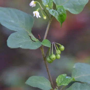 Solanum nigrum (2 de 4)