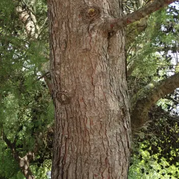 Pinus halepensis (4 de 5)