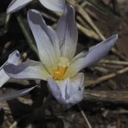 Crocus nevadensis (3 de 3)