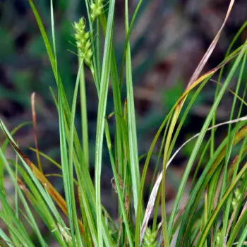 Fotografía Carex depressa subsp. depressa (2 de 4)