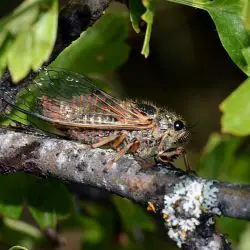 Cicadetta cf montana (2 de 3)