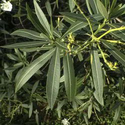 Fotografía Nerium oleander (1 de 3)
