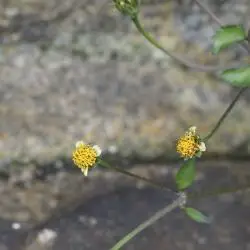 Galinsoga parviflora (3 de 3)