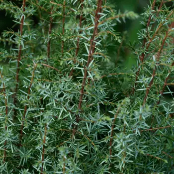 Juniperus communis subsp. communis (1 de 2)