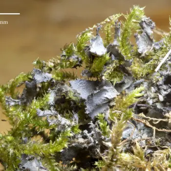 Scytinium lichenoides (L.) Otálora, P.M. Jørg. & Wedin (4 de 5)