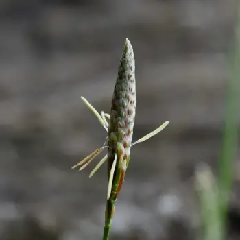 Carex sempervirens (2 de 2)