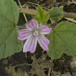 Lavatera cretica