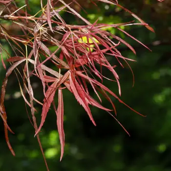 Acer palmatum 'Red Pygmy' (4 de 4)