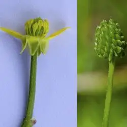 Ranunculus trilobus (2 de 3)