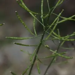 Erucastrum nasturtiifolium (2 de 3)
