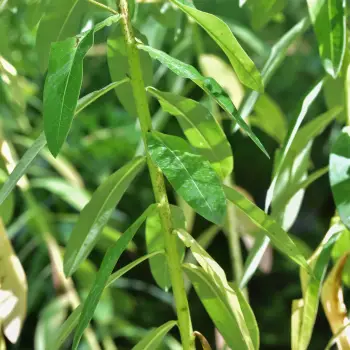 Euphorbia cornigera (3 de 3)
