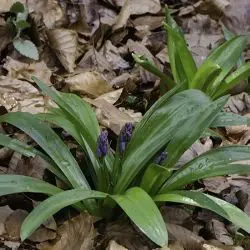 Scilla lilio-hyacinthus (1 de 3)