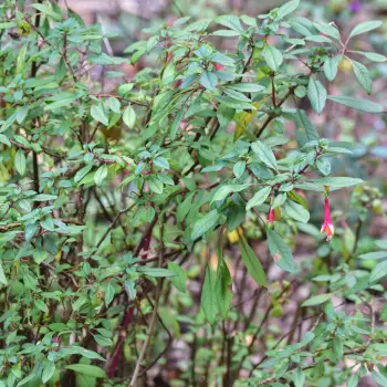 Fuchsia hybrida 'Cotta Christmas Treee' (1 de 3)