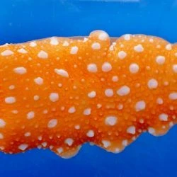 Armina maculata
