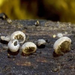 Resupinatus kavinii