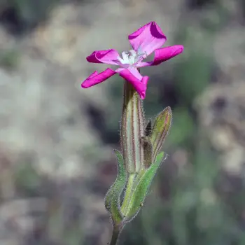 Fotografía Silene psammitis subsp. psammitis (1 de 5)