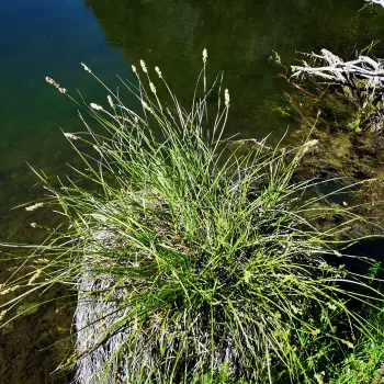 Fotografía Carex paniculata subsp. paniculata (1 de 6)