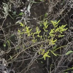 Salicornia (1 de 3)