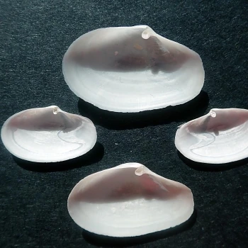 Cochlodesma praetenue