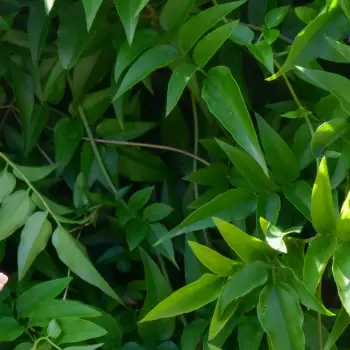 Jasminum polyanthum (2 de 4)