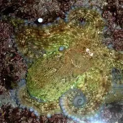 Fotografía Octopus vulgaris (1 de 2)