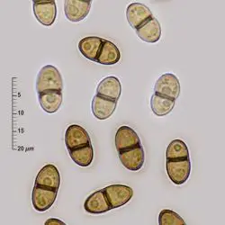 Didymosphaeria futilis (Berk. & Broome) Rehm (2 de 3)