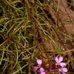 Erysimum linifolium (1 de 3)