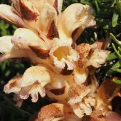Boulardia latisquama (3 de 3)