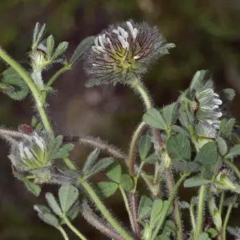Trifolium cherleri (2 de 2)