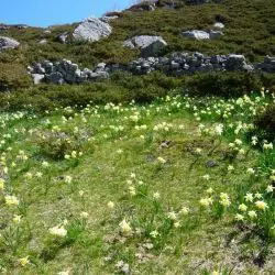 Narcissus pseudonarcissus (2 de 2)