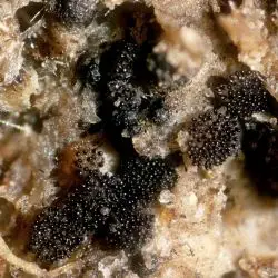 Saccobolus versicolor