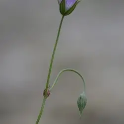 Fotografía Geranium columbinum (3 de 3)