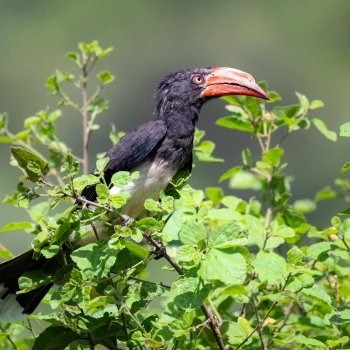 Lophoceros alboterminatus