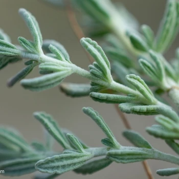 Teucrium expassum
