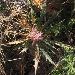 Atractylis humilis